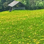 5 By Interhome Ramsau am Dachstein